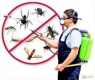 Дезинсекция насекомых - Дезинфекция от насекомых и грызунов