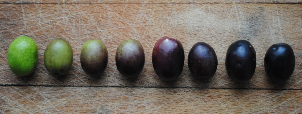 Маслины и оливки: в чем разница