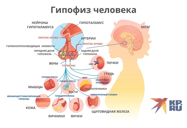 Гипофиз и его гормоны: роль в организме