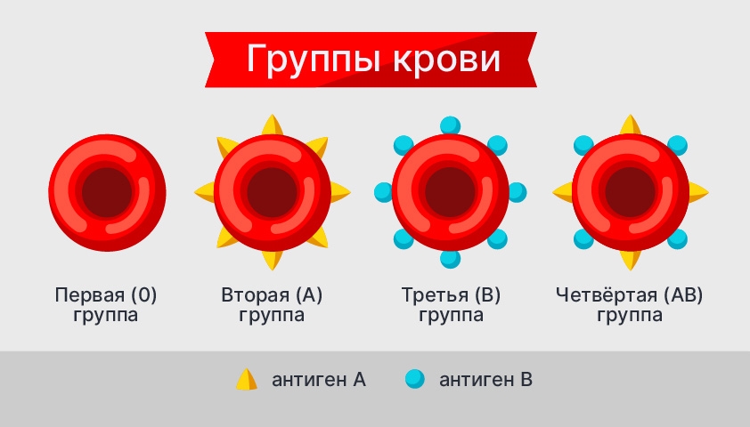 7. Продолжительность жизни клеток крови бывает разная