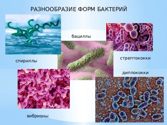 Что такое бактерии